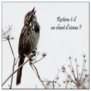 Restera t-il un-chant d'oiseau ?