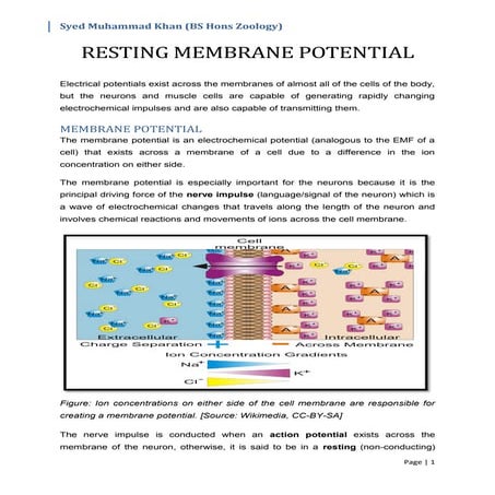 Resting Membrane Potential
