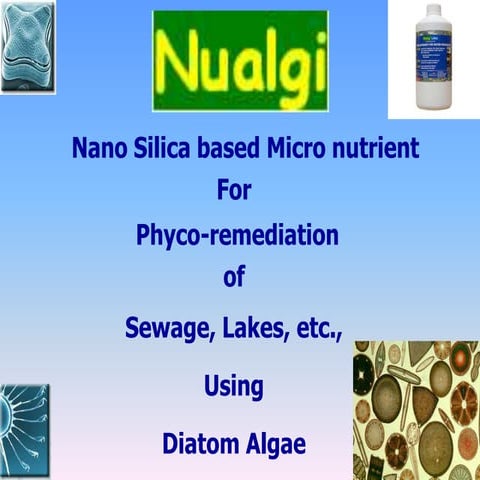 Restoration of Urban Blue Acres_Nualgi Pyco-remediation of sewage and lakes