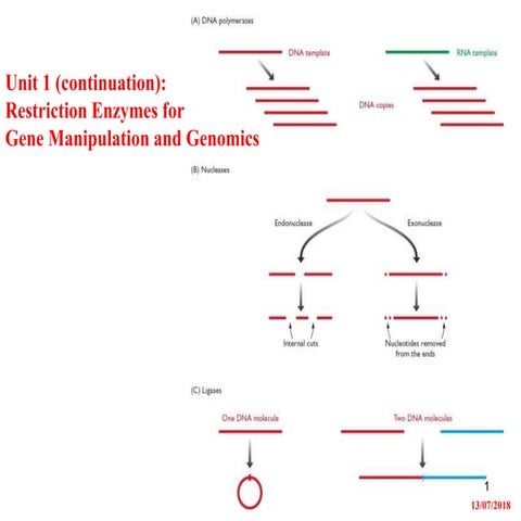 Restriction_Endonucleases for Gene Manipulation -Unit 1.pptx