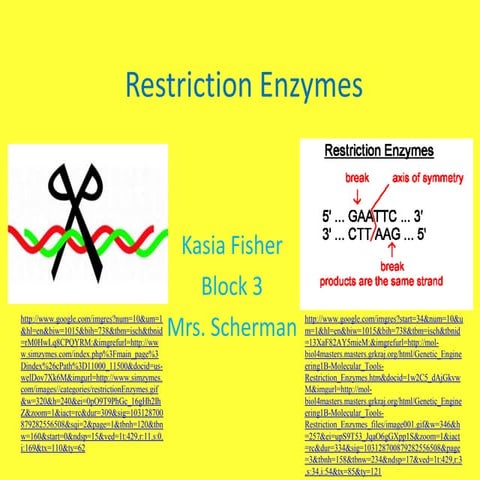 Restriction enzymes