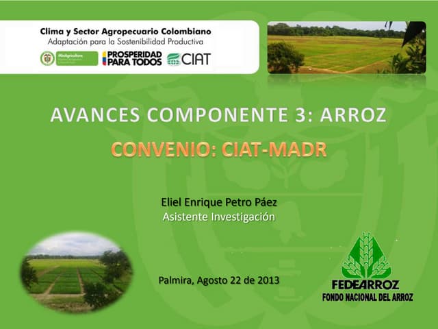 Resultados Componente 3. Arroz.