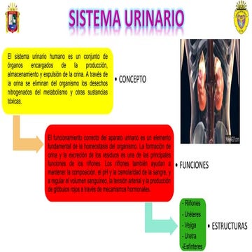 Resumen del sistema urinario