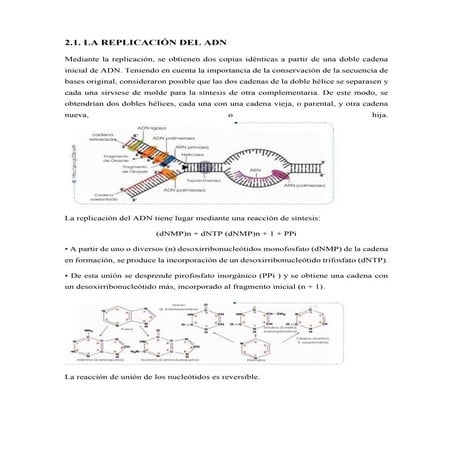 Resumen la replicación del adn | PDF
