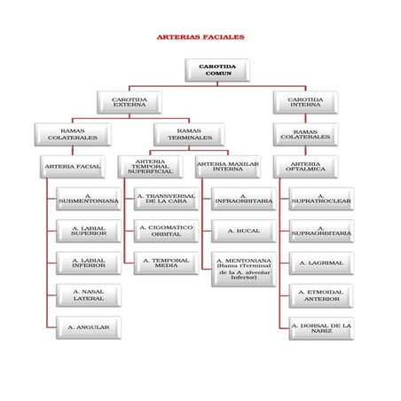 Resumen vasos faciales[1]