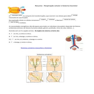 Resumo respiração celular e sist ex...