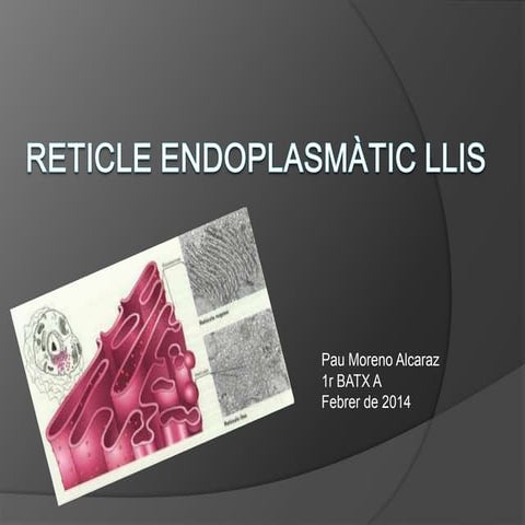 Reticle endoplasmàtic llis