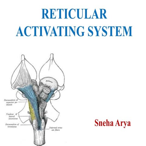 Reticular activating system