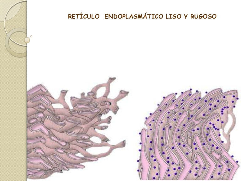 Qual A Diferença Entre Reticulo Endoplasmatico Liso E Rugoso