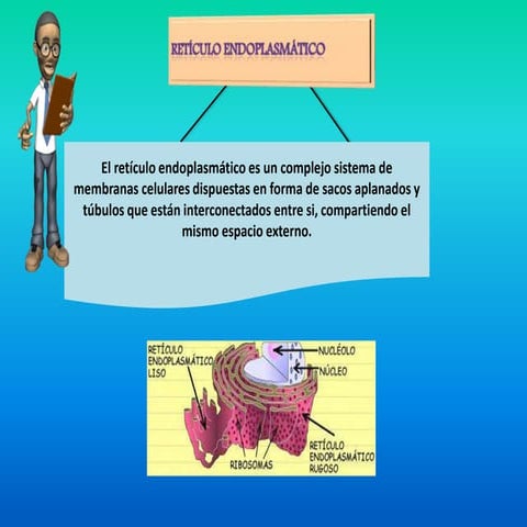 reticulo-endoplasmatico-rugoso-y-liso.pdf.pdf