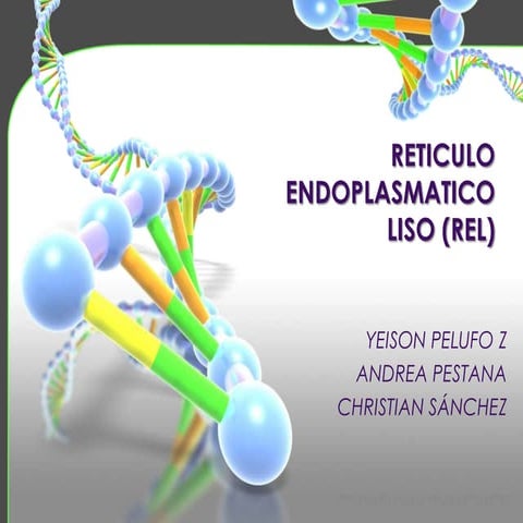RETÍCULO ENDOPLASMATICO LISO (REL) | PPTX