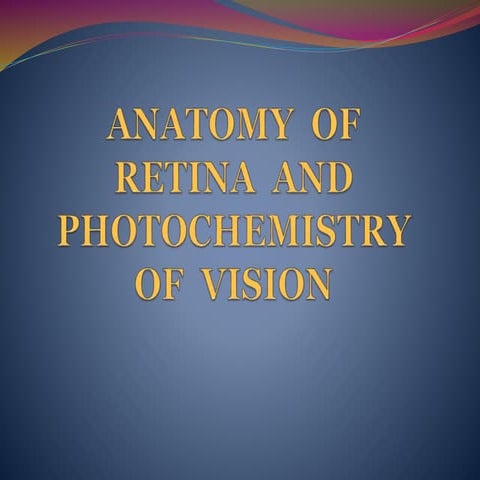 Retina physiology