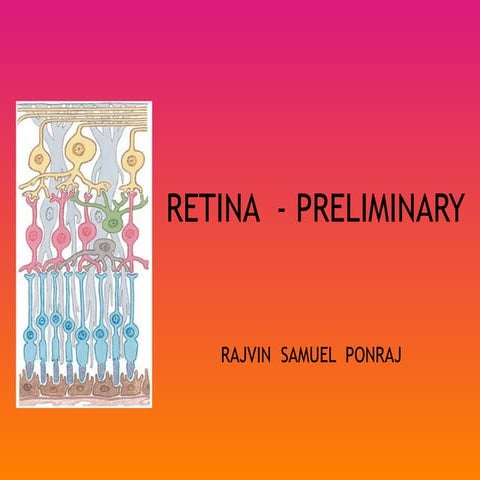 Retina  preliminary