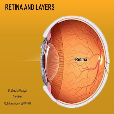 Retina and layers