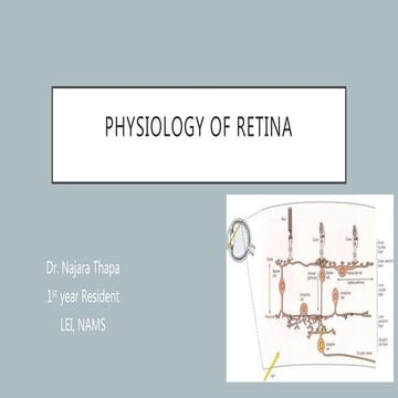 Physiology of Retina