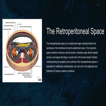 Clinical anatomy of the retroperitoneal space. Vessels and nerves of the retr...