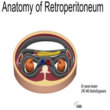 Anatomy of Retroperitoneum.