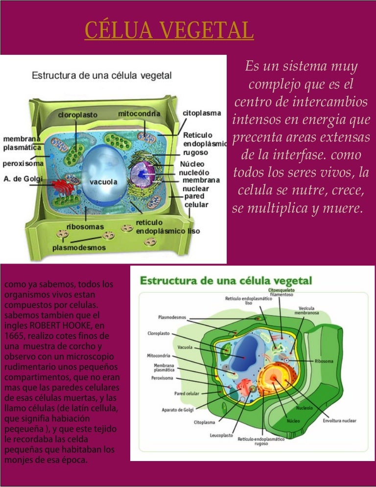 Revista cientifica