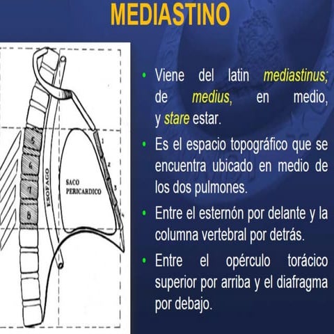 Anatomía del Mediastino Superior