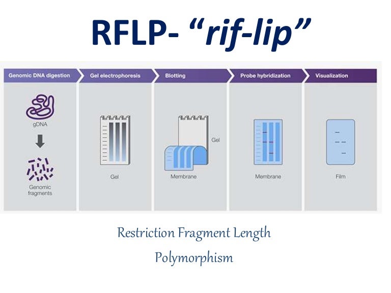 Rflp wrt Restriction enzymes and pcr pcr schematic diagram 