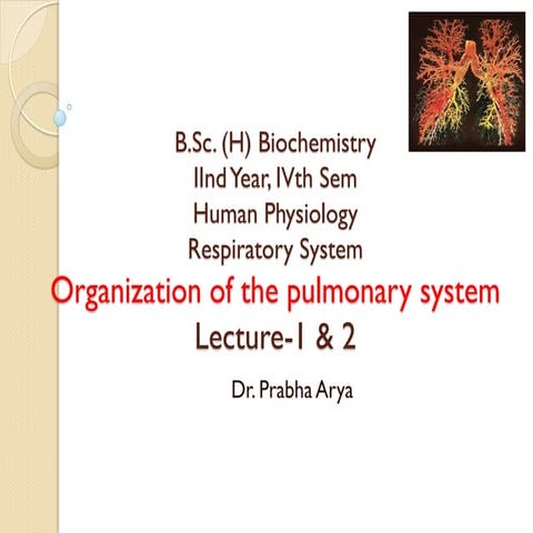 Respiratory System - Human Anatomy and Physiology bPharm