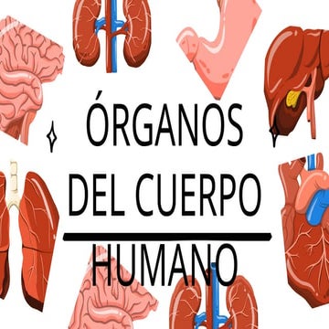 Presentación órganos del cuerpo humano | PDF