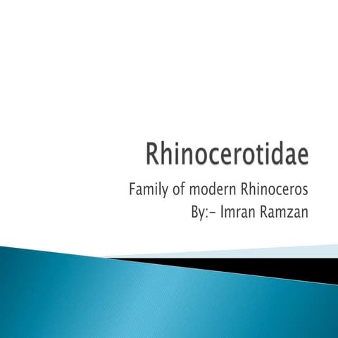 Rhinoceros