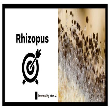 Structure and Reproduction of Rhizopus sp.,