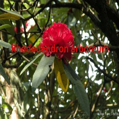 Rhododendron arboreum