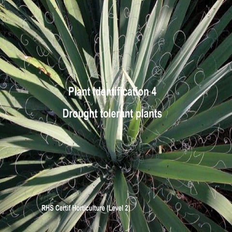 Rhs 2 Plant Idents Drought Tolerant Plants | PPT