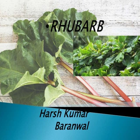 Rhubarb