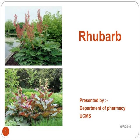 Rhubarb( padamchal)