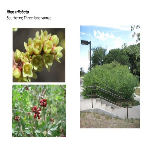 Rhus trilobata  photo show