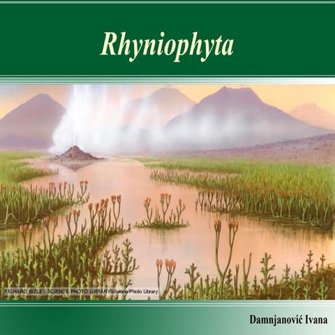 Rhyniophyta