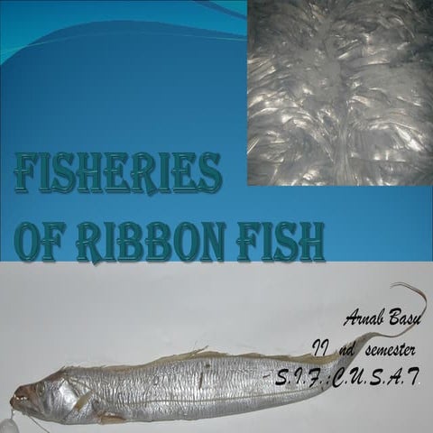 Ribbon fish