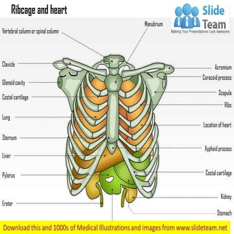 Ribcage and heart medical images for power point