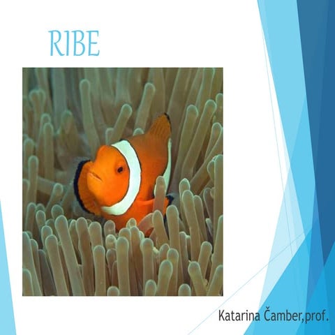 ribe.ppt