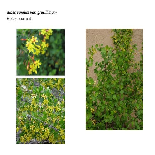 Ribes aureum   photo show