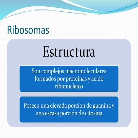 Ribosomas arn | DOCX