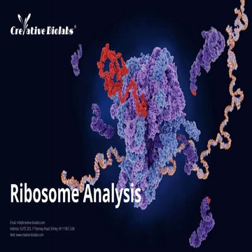 Innovative Ribosome Analysis - Creative Biolabs