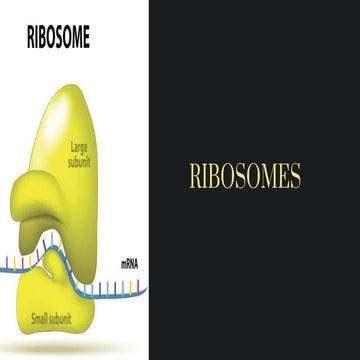RIBOSOMES,Structure and Functions new 1.pdf