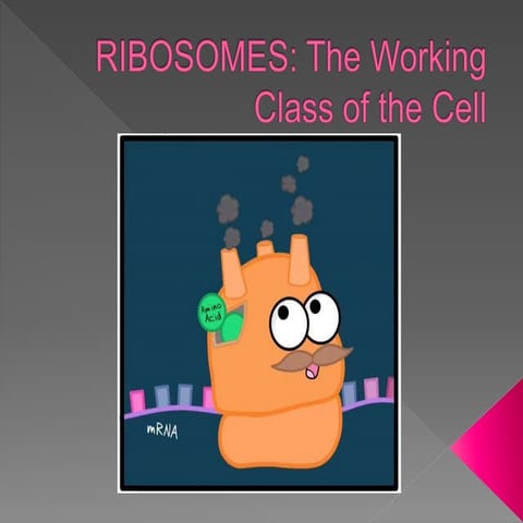 2018 Candidate - Ribosomes