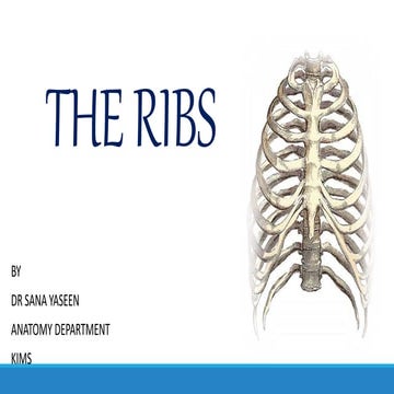 Anatomy of RIBS and the thoracic cage with function