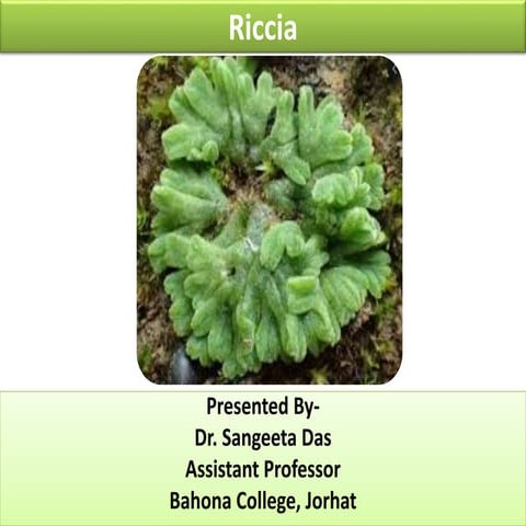 Riccia