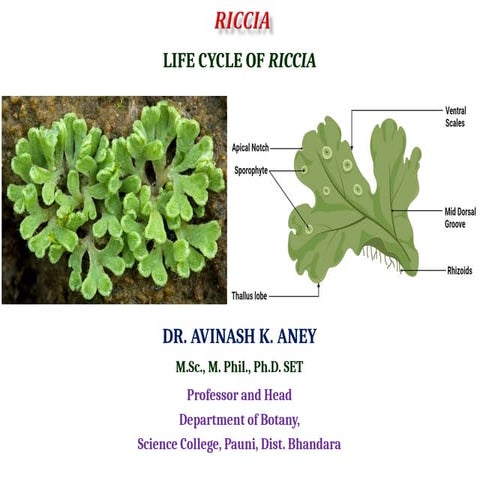 Life cycle of Riccia plant belonging to Class Hepaticopsida.ppt