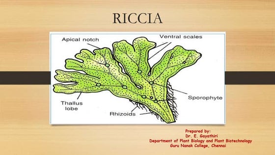 Diagrama De Riccia