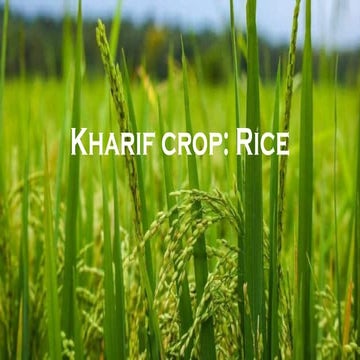 Rice-1.pptx............................... | PPTX
