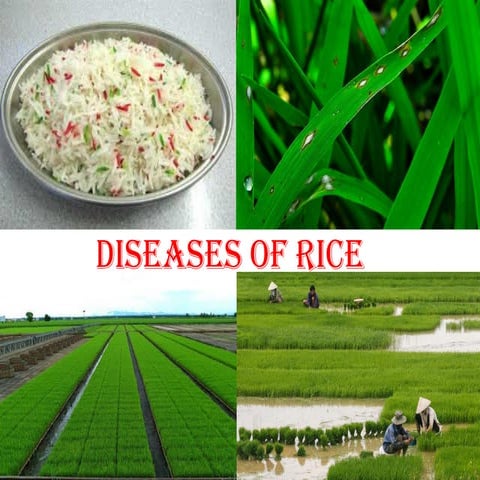 RICE-2.pdfggddfffffffffgtgffffggggfffggg