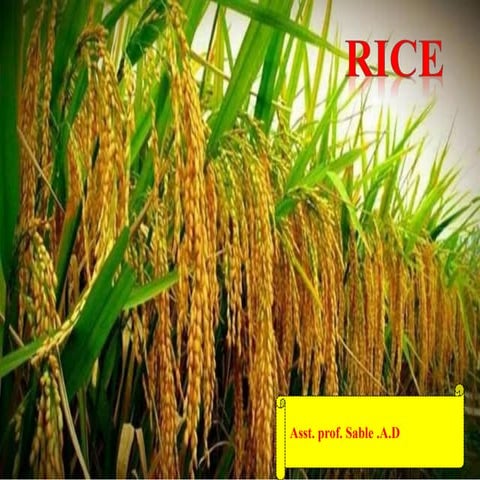 Rice Field Crop