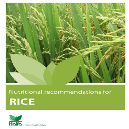Rice as a meal and its nutritional benefits.pdf